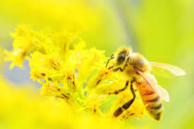 ミツバチの巣撤去料金
