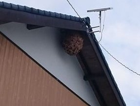 蜂の対処法